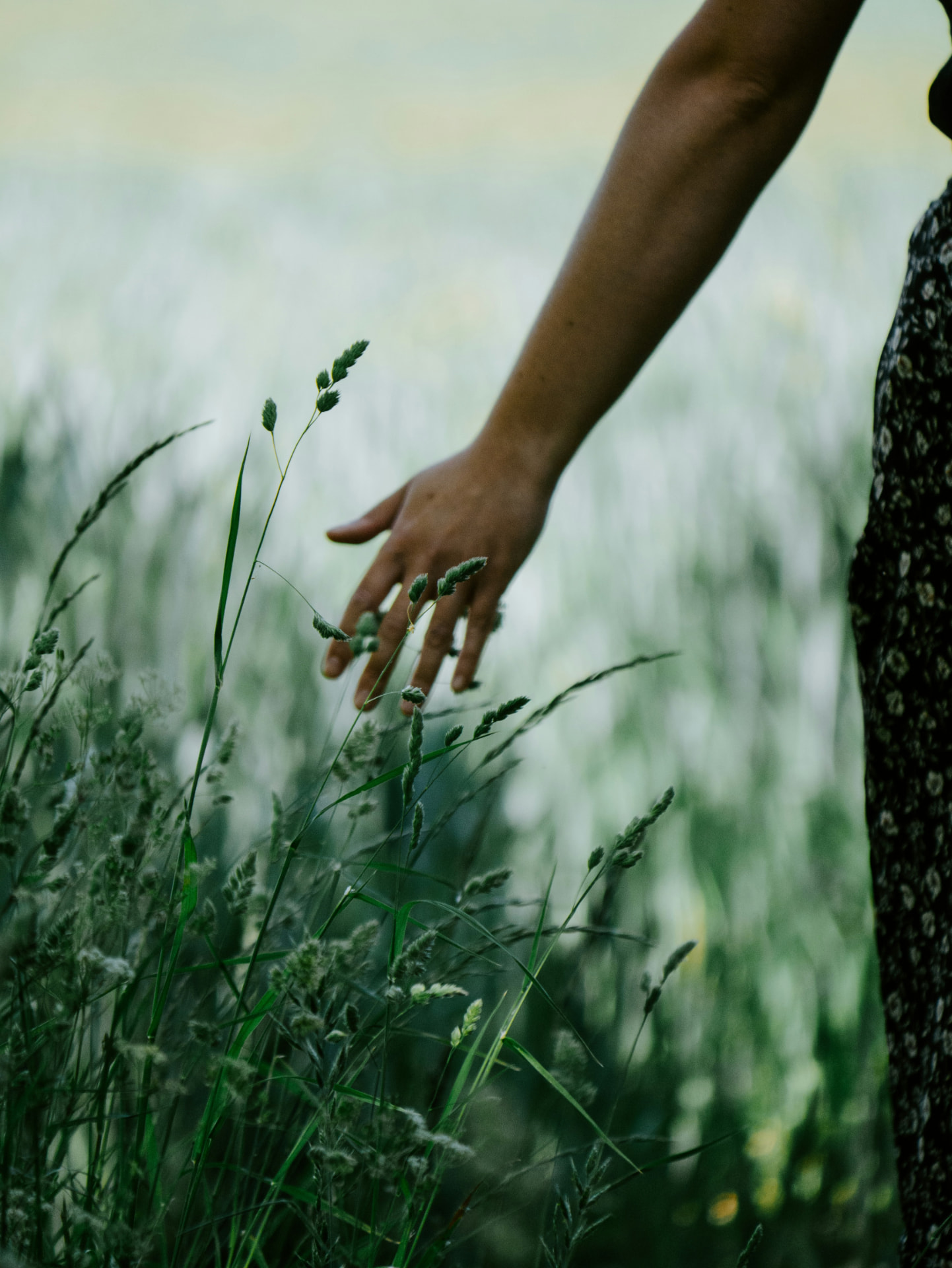 Mão a percorrer suavemente ervas altas num campo