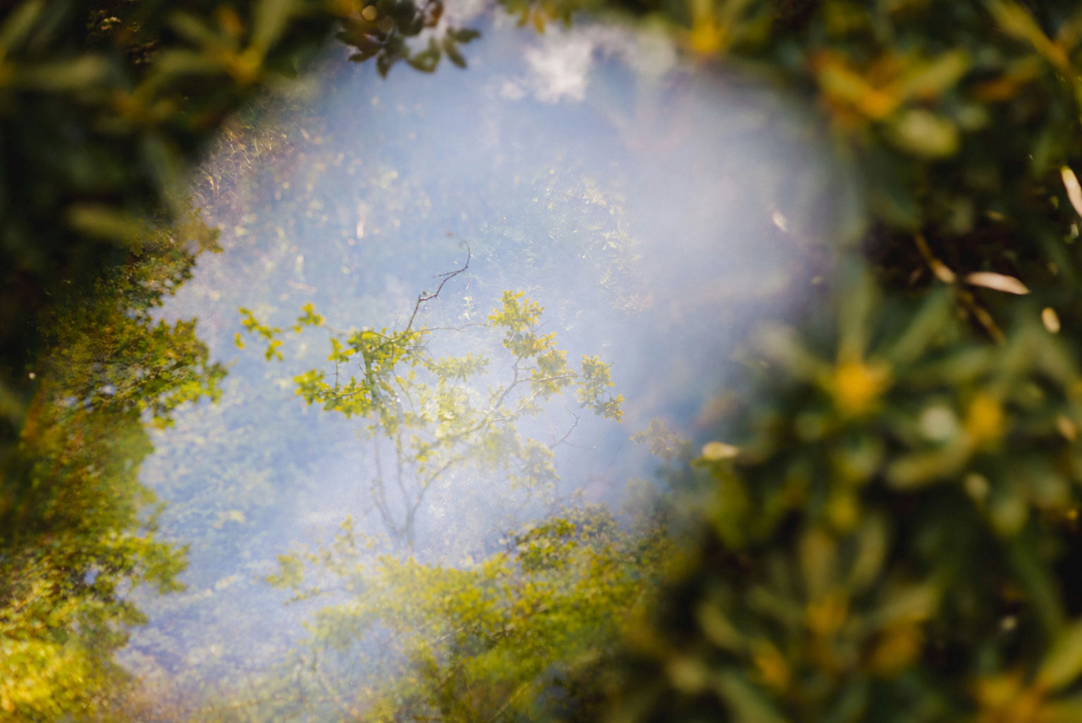 Reflexo do céu e das árvores na superfície de água calma, entre folhagem verde