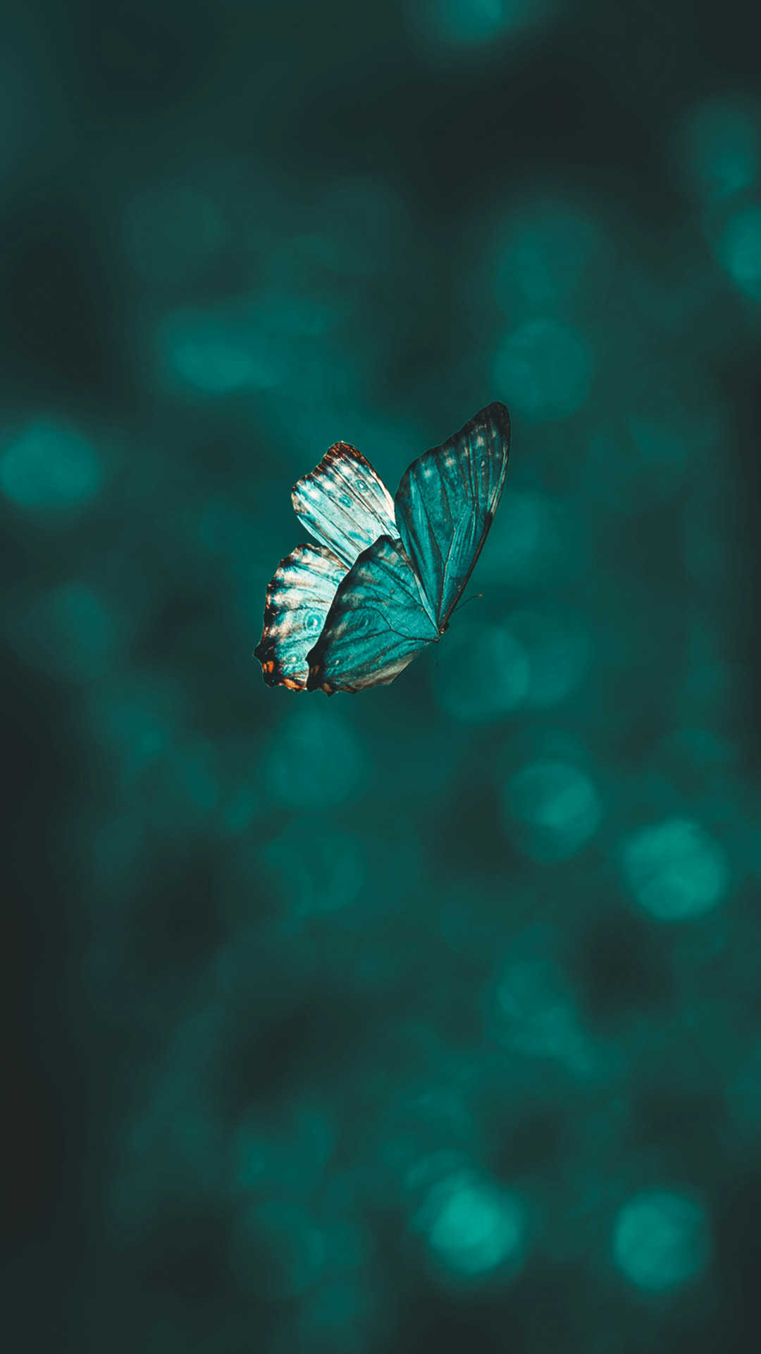 Borboleta turquesa sobre fundo verde profundo, imagem da Comunidade Transformação Profunda